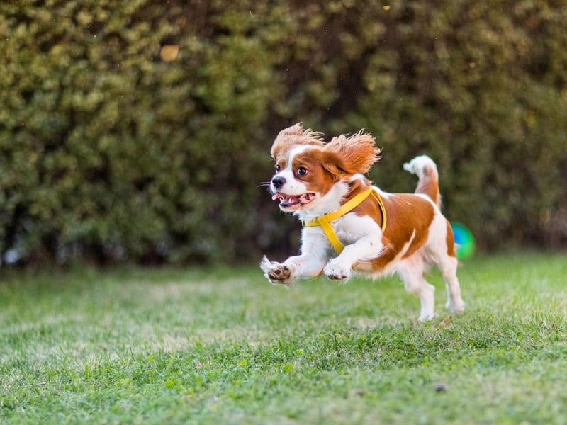 Most Spaniels are gun dogs by definition, but Cavalier King Charles Spaniels have never truly been used for hunting, so are categorised as a toy breed by the Kennel Club.