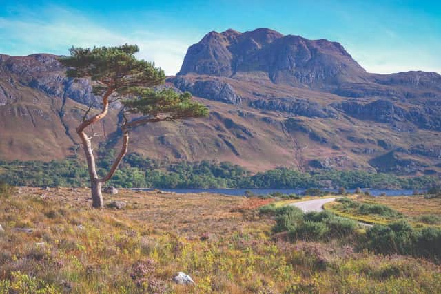 Planting native trees, restoring peatlands and helping boost natural habitats can help tackle the climate crisis -- landowners in Scotland have a major opportunity to take advantage of natural capital with carbon offsetting schemes. Picture: AdobeStock