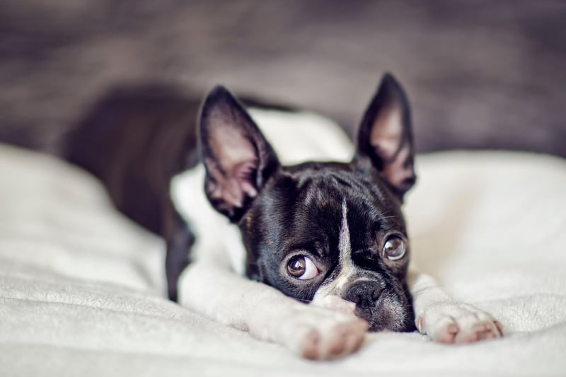 Boston Terriers should only be bathed when it's absolutely essential, although their face should be washed each day with a damp cloth. Other than that, an occasional brush will get rid of excess hair and condition the dog's skin.