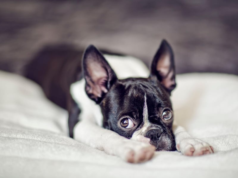 Boston Terriers should only be bathed when it's absolutely essential, although their face should be washed each day with a damp cloth. Other than that, an occasional brush will get rid of excess hair and condition the dog's skin.