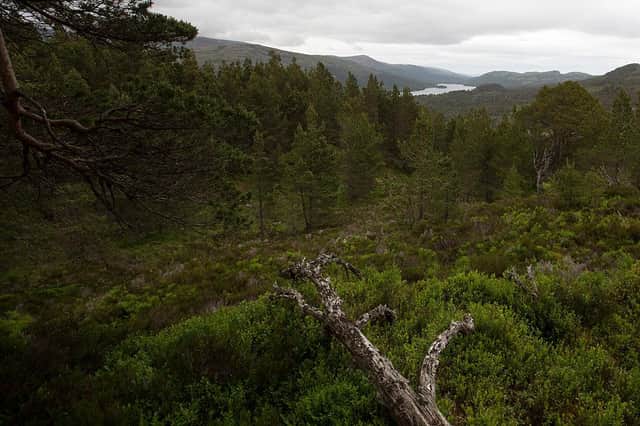Scotland accounts for 80 per cent of tree planting in the UK (Picture: Getty)