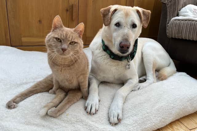 Caring for Peps and Peanut has completely changed Claire's life - Animal News Agency
