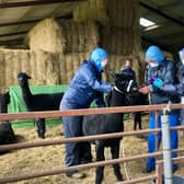Three people, who arrived with a police escort, surround Geronimo the Alpaca at Shepherds Close Farm in Wooton Under Edge, Gloucestershire, before the animal was taken away on a trailer to an undisclosed location (Photo: Claire Hayhurst).