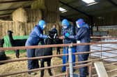 Three people, who arrived with a police escort, surround Geronimo the Alpaca at Shepherds Close Farm in Wooton Under Edge, Gloucestershire, before the animal was taken away on a trailer to an undisclosed location (Photo: Claire Hayhurst).