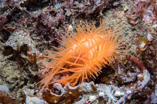 Studies of the only other known flame shell reef remaining in the Clyde recorded 265 different animal species living within the habitat