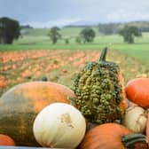 Pumpkin patches are now boasting produce for Halloween