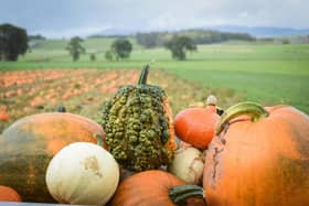 Pumpkin patches are now boasting produce for Halloween