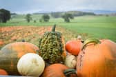 Pumpkin patches are now boasting produce for Halloween