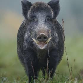 Both hogs and sows have massive, dangerous tusks.
(pic: Getty Images)