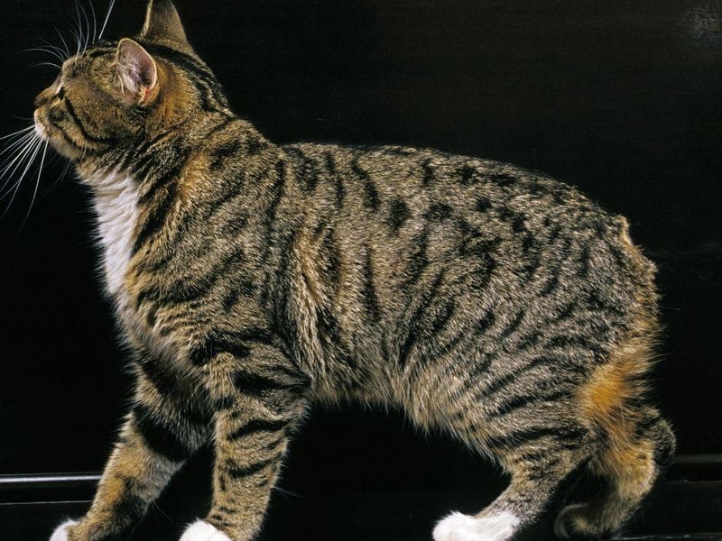 One of the cutest breeds on the planet, the Manx is also packed with energy and an ability to leap and climb around the home!