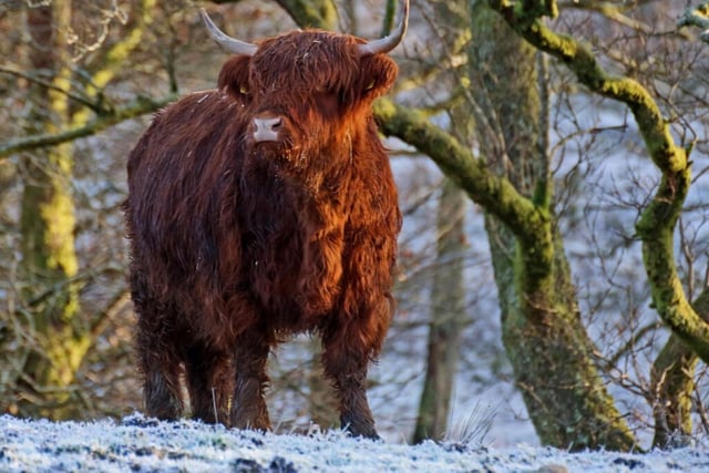 Aside from the obvious 'Highland Coos' whose beautiful red coats beam even brighter amid the snowy backdrop, the NC500 has what is known as its "big five" which refer to deer, seals, golden eagles, otters and red squirrels that can be seen during this time.