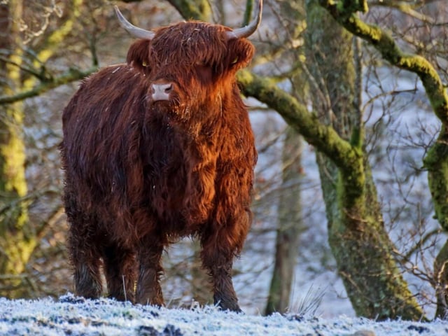 Aside from the obvious 'Highland Coos' whose beautiful red coats beam even brighter amid the snowy backdrop, the NC500 has what is known as its "big five" which refer to deer, seals, golden eagles, otters and red squirrels that can be seen during this time.