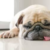 Some dogs simply aren't designed to move quickly.