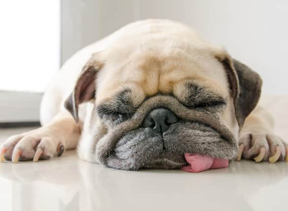 Some dogs simply aren't designed to move quickly.