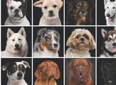 Different breeds of dog are prone to different levels of aggression.