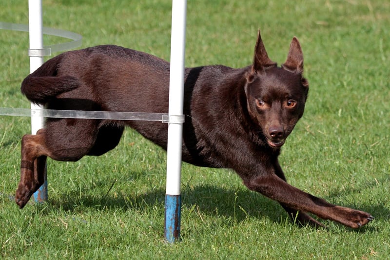 The Australian's love of sport seems to extend to their canines. The Australian Kelpie is another dog from Down Under that excel at agility sports - being athletic and having a deep need to please their owner.