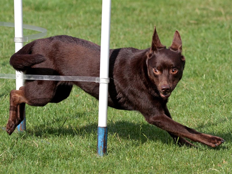 The Australian's love of sport seems to extend to their canines. The Australian Kelpie is another dog from Down Under that excel at agility sports - being athletic and having a deep need to please their owner.