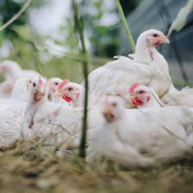 ‘Phenomenal level’ of bird flu in UK, chief vet says after thousands culled.