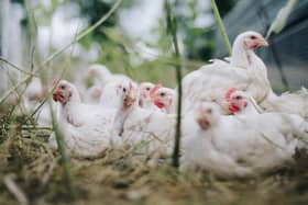 ‘Phenomenal level’ of bird flu in UK, chief vet says after thousands culled.