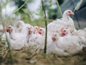 ‘Phenomenal level’ of bird flu in UK, chief vet says after thousands culled.