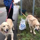 Dog owners have been beating the January blues by helping pick up litter on their daily walks.