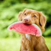 You might be surprised by some of the items your dog should avoid eating (Photo: Shutterstock)