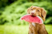 You might be surprised by some of the items your dog should avoid eating (Photo: Shutterstock)