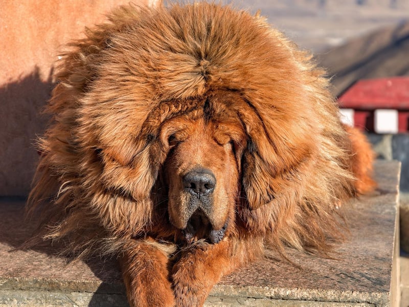 Highly prized as a status symbol in China, the Tibetan Mastiff's thick double coat can be groomed to make the dogs look like they have a lion's mane. In fact, some people mistakenly believed that the breed was descended from the king of the jungle. They shed once a year - covering anything they brush up against with mats of fur.