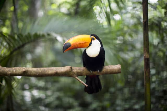 A toucan in Costa Rica. As travellers become more eco conscious, destinations with reputable sustainability credentials are set to grow in popularity.