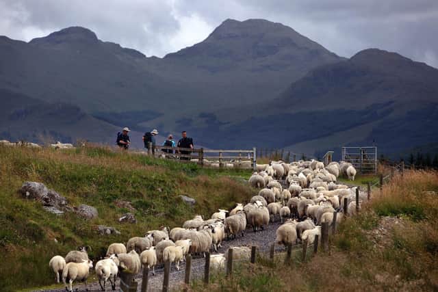 Walkers wait for sheep to pass on part of the West Highland Way on July 28, 2009 in Tyndrum.