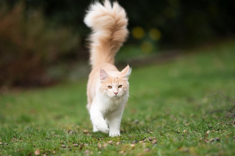 A cat's tail can tell you a lot about how they are feeling. But if the tail is up high, it means they like you!