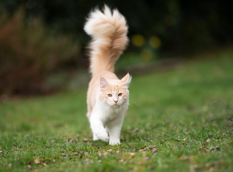 A cat's tail can tell you a lot about how they are feeling. But if the tail is up high, it means they like you!
