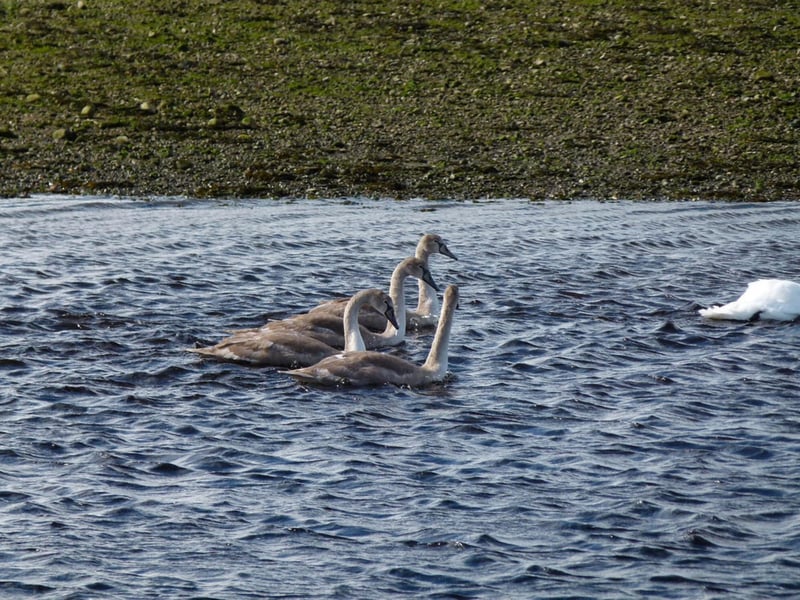 This enclosed estuary of the river South Esk sits just inland of Montrose and covers 750 hectares of tidal mudflats. According to Visit Scotland it “is home to over 80,000 migratory birds including pink-footed geese, common terns, knot and kingfisher.”