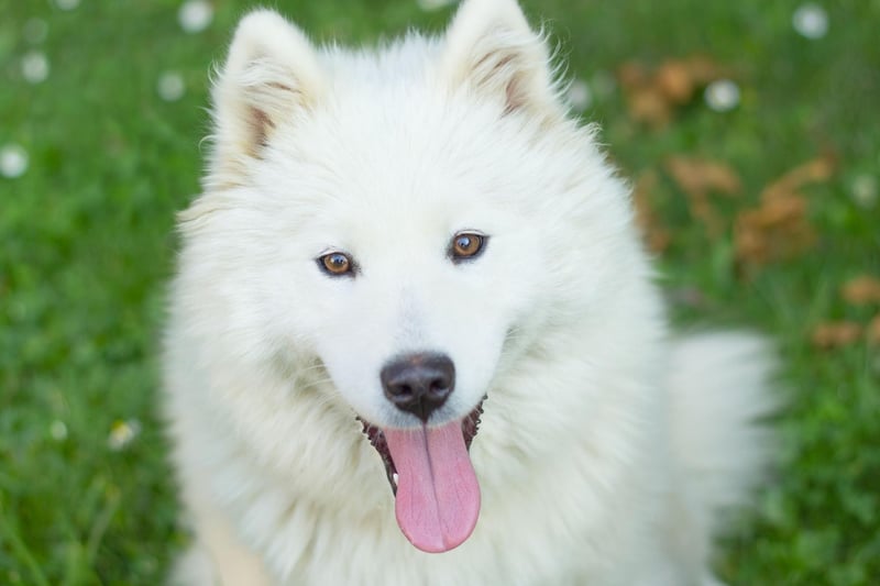 Samoyeds have such thick fur that their shedded hair can be used to knit items - it has a similar texture to angora wool.