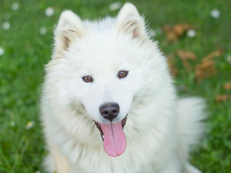Samoyeds have such thick fur that their shedded hair can be used to knit items - it has a similar texture to angora wool.