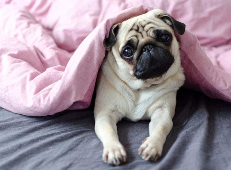 Before her marriage to Napoleon Bonaparte, Josephine was denied visiting rights while detained at Les Carmes Prison. She used her pet Pug Fortune to carry concealed messages to her family.