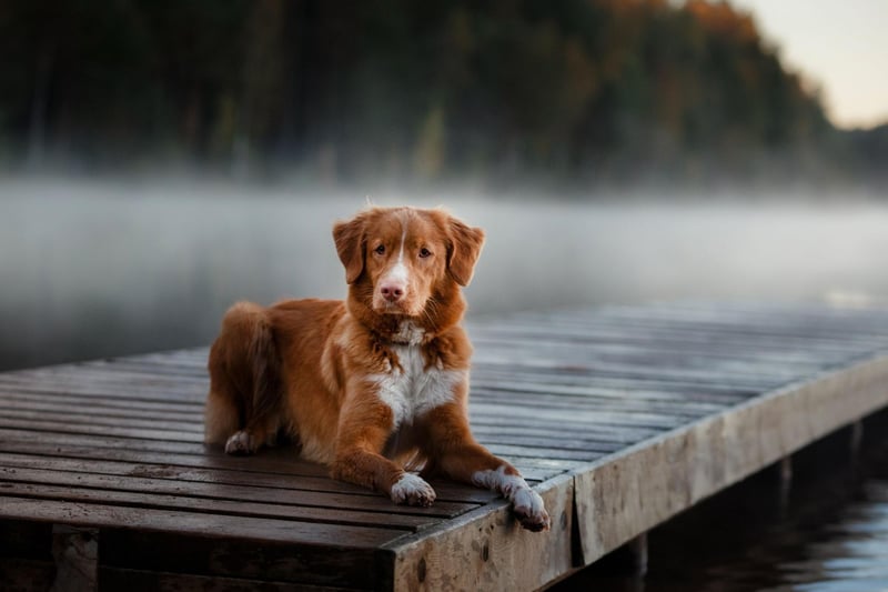 A popular breed in its native Canada, the water-loving Nova Scotia Duck Tolling Retriever has a unique ability to lure ducks into the sights of a hunter. They'll then happily jump into the lake to retrieve the doomed waterfowl.