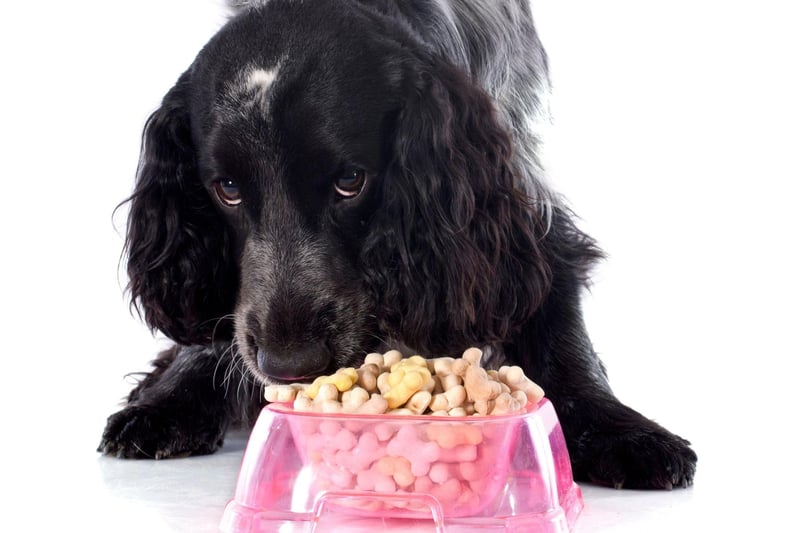 If your Cocker Spaniel isn't eating a handy trick is to try some chopped-up chicken breast with rice. If this works, then start mixing dog feed in with the chicken to slowly wean the dog onto the food that will keep them strong and healthy.
