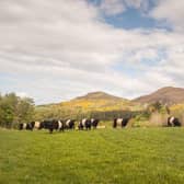 Cattle numbers will not be reduced, Scottish Government has said 