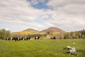 Cattle numbers will not be reduced, Scottish Government has said 