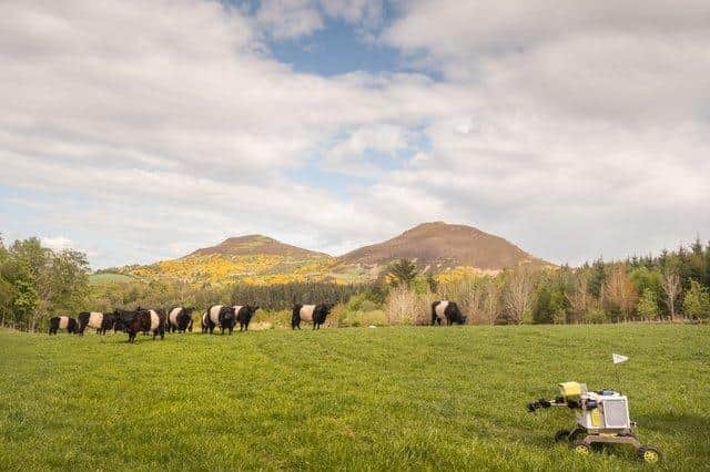 Take me to your leader: TA-M encounters a fold of Belted Galloway cattle
