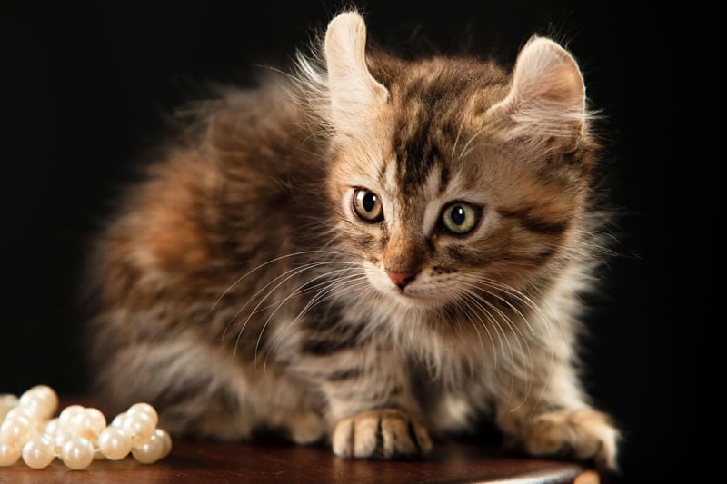 One of the newer breeds of cat, the American Curl breed only originated in the 1980s and stand out due to the shape of their ears. The pint-sized breed is usually less vocal, loving and playful, maintaining a kittenish curiosity all the way into adulthood.