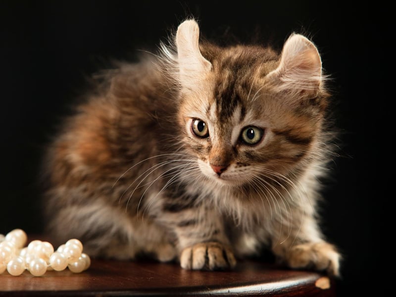 One of the newer breeds of cat, the American Curl breed only originated in the 1980s and stand out due to the shape of their ears. The pint-sized breed is usually less vocal, loving and playful, maintaining a kittenish curiosity all the way into adulthood.