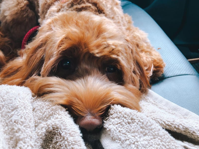 Celebrity fans of the Labradoodle include Christie Brinkley, Jennifer Aniston, Tiger Woods and Neil Young.