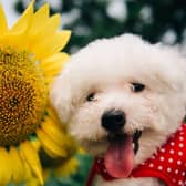 Sunflowers are one of the blooms that are completely safe for dogs.