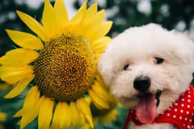 Sunflowers are one of the blooms that are completely safe for dogs.