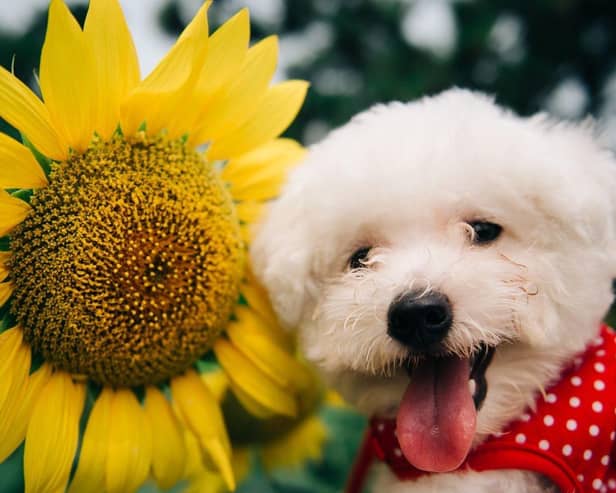 Sunflowers are one of the blooms that are completely safe for dogs.