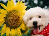 Sunflowers are one of the blooms that are completely safe for dogs.