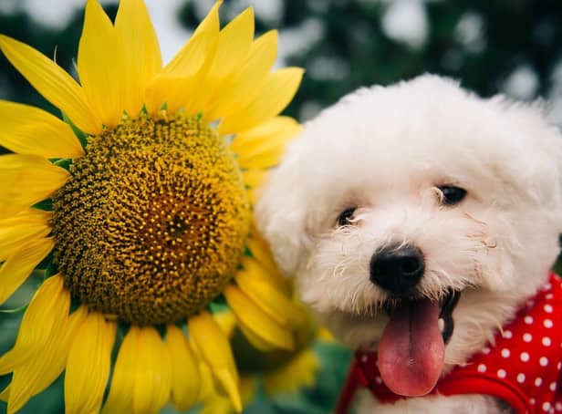 Sunflowers are one of the blooms that are completely safe for dogs.