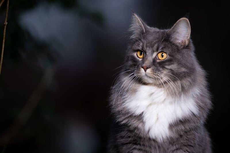 The Maine Coon is well-natured, gentle and a tolerant breed which can easily adapt to the needs of others, such as children.